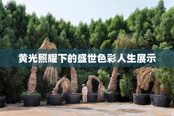 黄光照耀下的盛世色彩人生展示