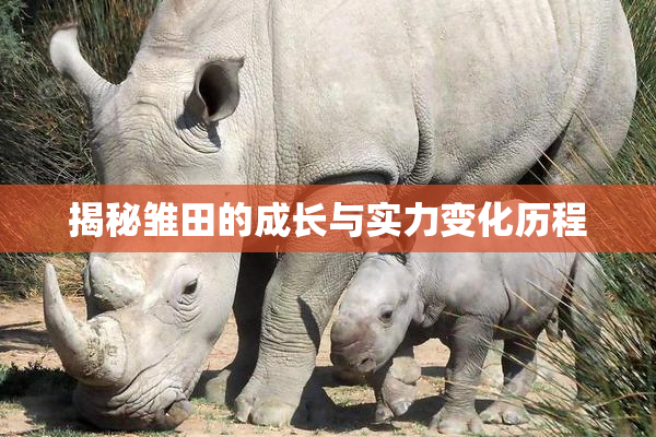 揭秘雏田的成长与实力变化历程