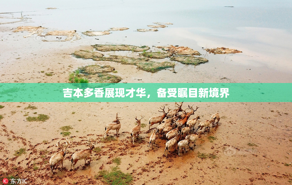 吉本多香展现才华，备受瞩目新境界