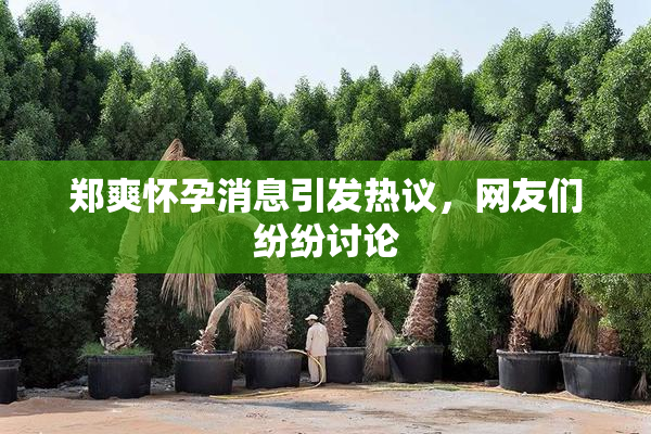 郑爽怀孕消息引发热议，网友们纷纷讨论
