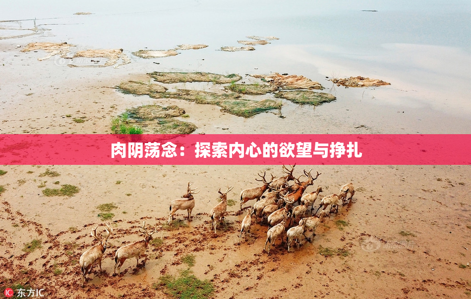 肉阴荡念：探索内心的欲望与挣扎