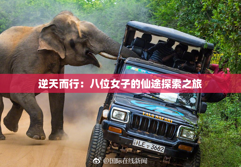 逆天而行：八位女子的仙途探索之旅