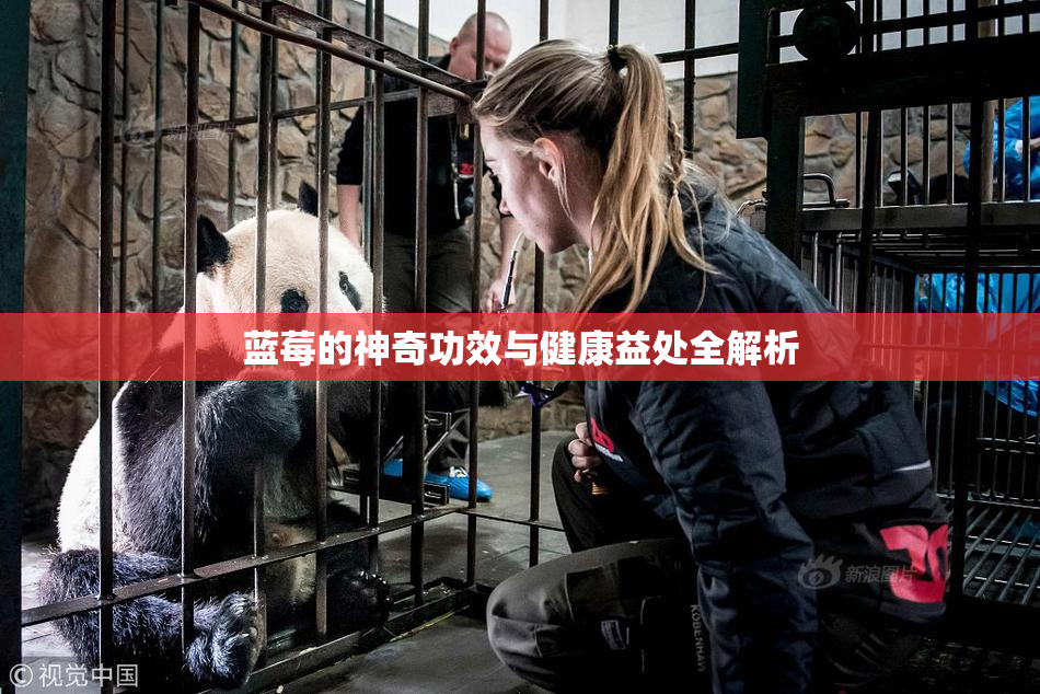 蓝莓的神奇功效与健康益处全解析