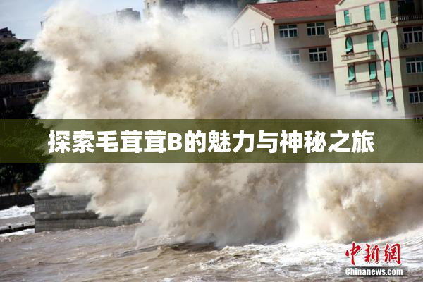 探索毛茸茸B的魅力与神秘之旅