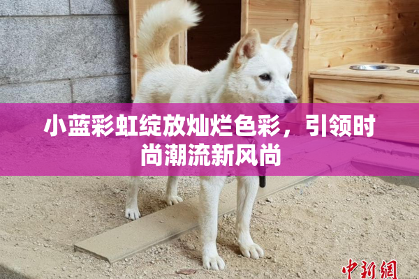 小蓝彩虹绽放灿烂色彩，引领时尚潮流新风尚
