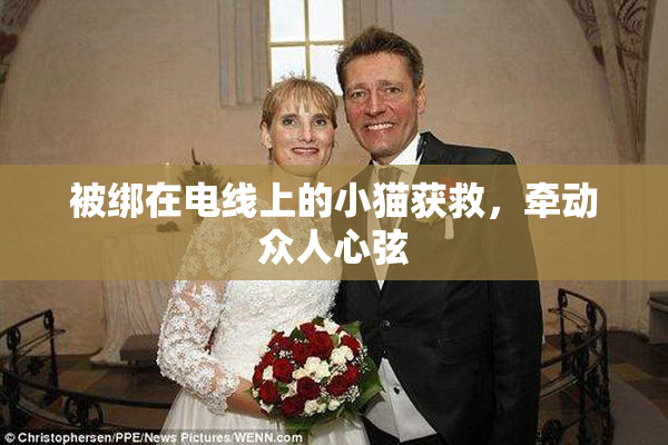 被绑在电线上的小猫获救，牵动众人心弦