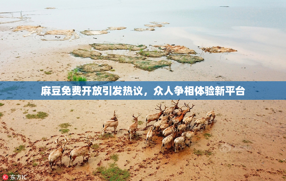 麻豆免费开放引发热议，众人争相体验新平台