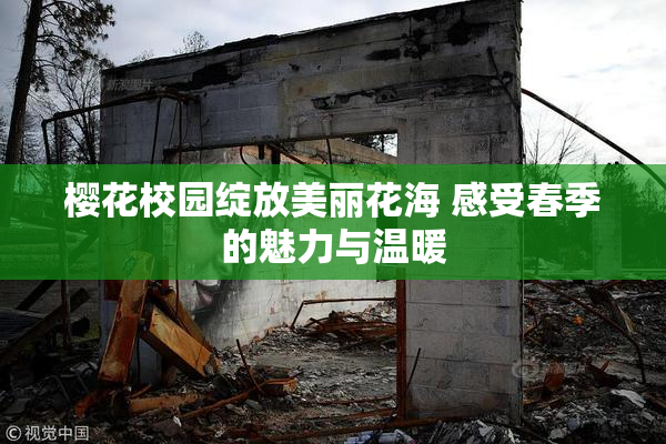 樱花校园绽放美丽花海 感受春季的魅力与温暖