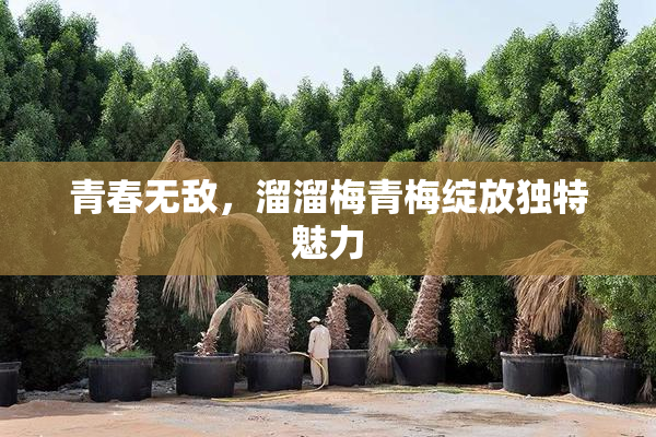 青春无敌，溜溜梅青梅绽放独特魅力
