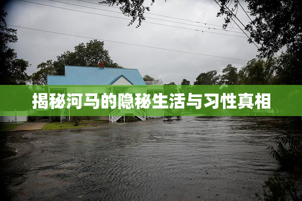揭秘河马的隐秘生活与习性真相