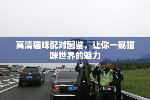 高清猫咪配对图鉴，让你一窥猫咪世界的魅力