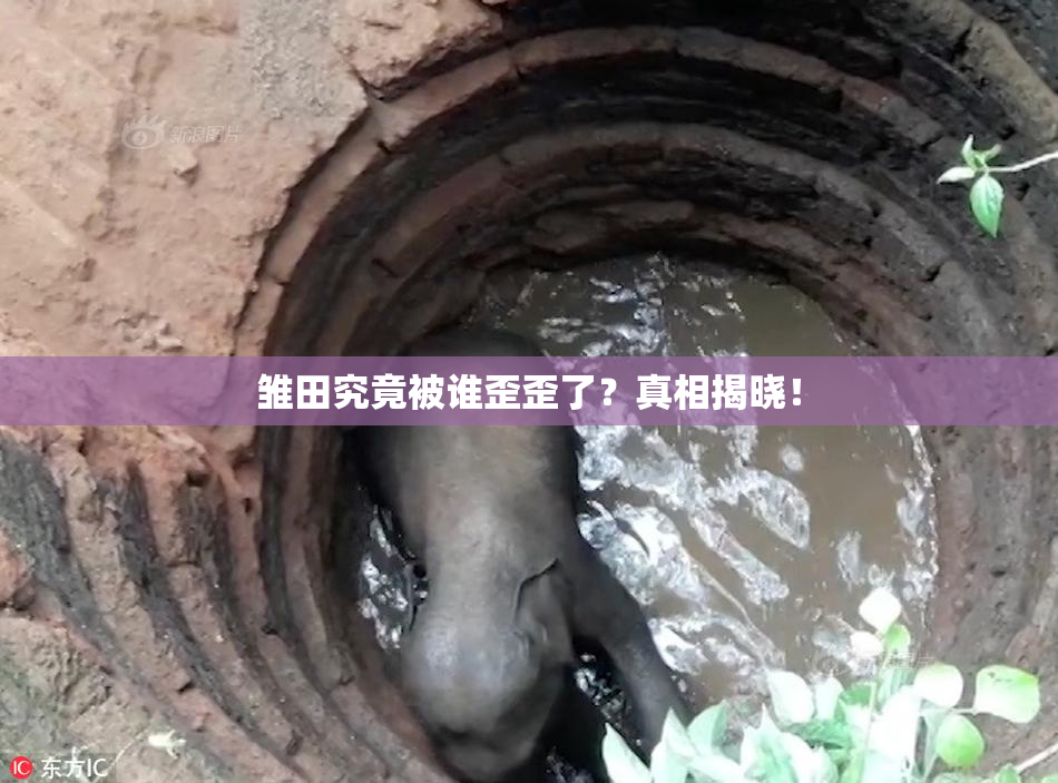 雏田究竟被谁歪歪了？真相揭晓！