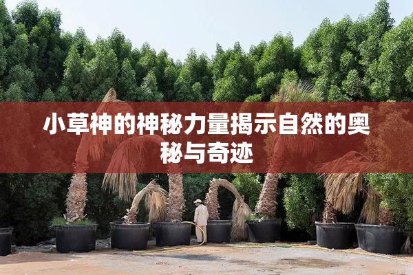 小草神的神秘力量揭示自然的奥秘与奇迹