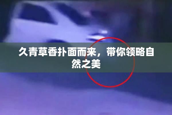 久青草香扑面而来，带你领略自然之美