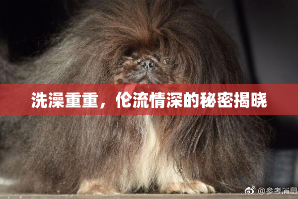 洗澡重重，伦流情深的秘密揭晓