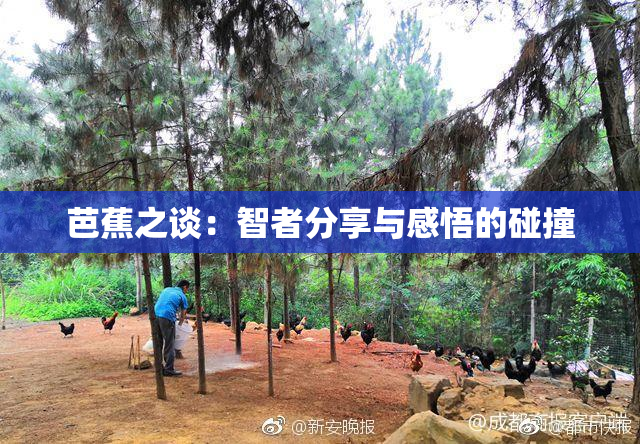 芭蕉之谈：智者分享与感悟的碰撞