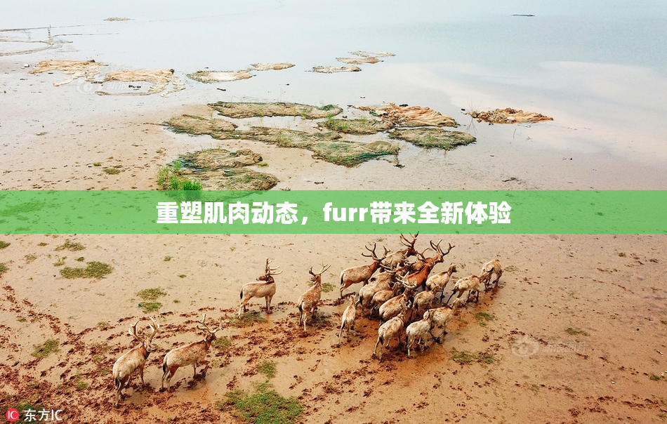 重塑肌肉动态，furr带来全新体验