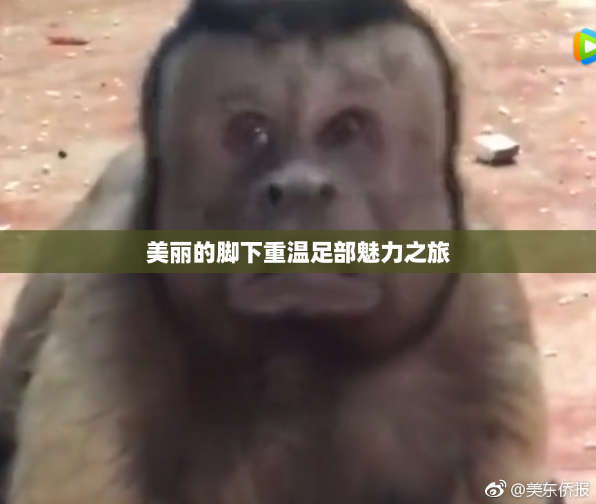 美丽的脚下重温足部魅力之旅