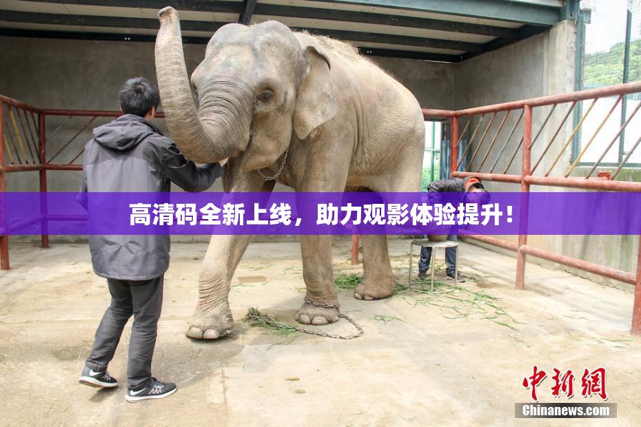 高清码全新上线，助力观影体验提升！