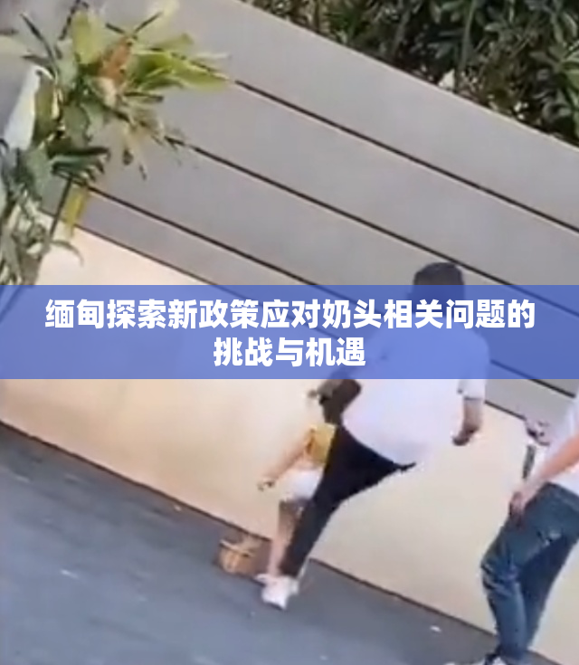 缅甸探索新政策应对奶头相关问题的挑战与机遇