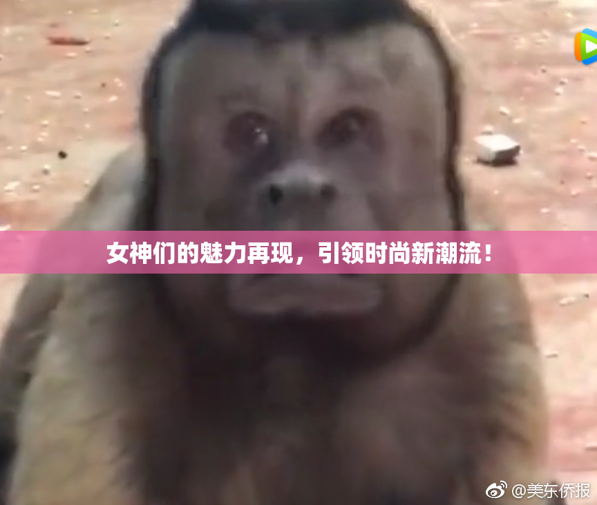 女神们的魅力再现，引领时尚新潮流！