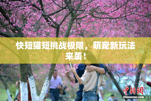 快短猫短挑战极限，萌宠新玩法来袭！
