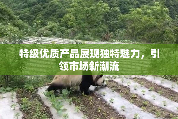 特级优质产品展现独特魅力，引领市场新潮流