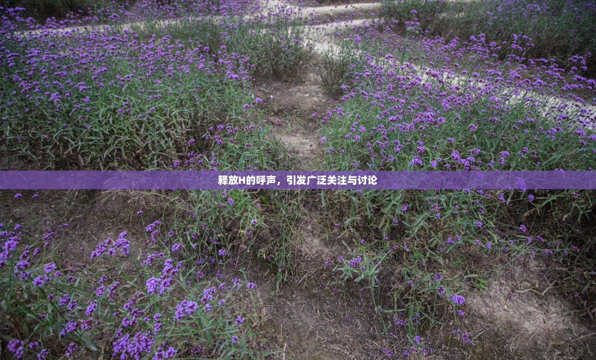 释放H的呼声，引发广泛关注与讨论