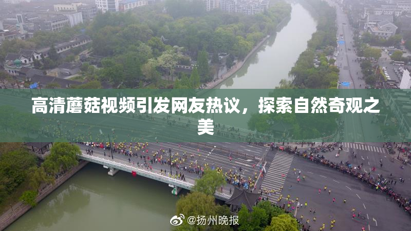 高清蘑菇视频引发网友热议，探索自然奇观之美