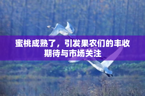 蜜桃成熟了，引发果农们的丰收期待与市场关注