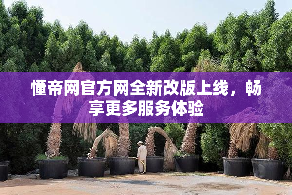懂帝网官方网全新改版上线，畅享更多服务体验
