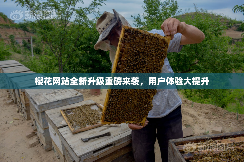 樱花网站全新升级重磅来袭，用户体验大提升