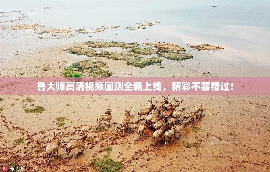 鲁大师高清视频国测全新上线，精彩不容错过！