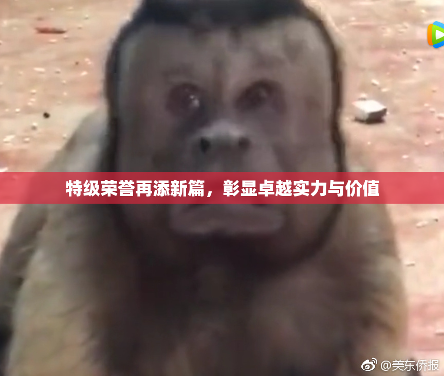 特级荣誉再添新篇，彰显卓越实力与价值