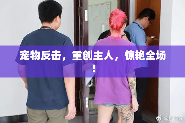 宠物反击，重创主人，惊艳全场！