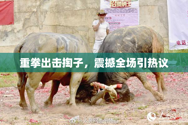 重拳出击掏子，震撼全场引热议