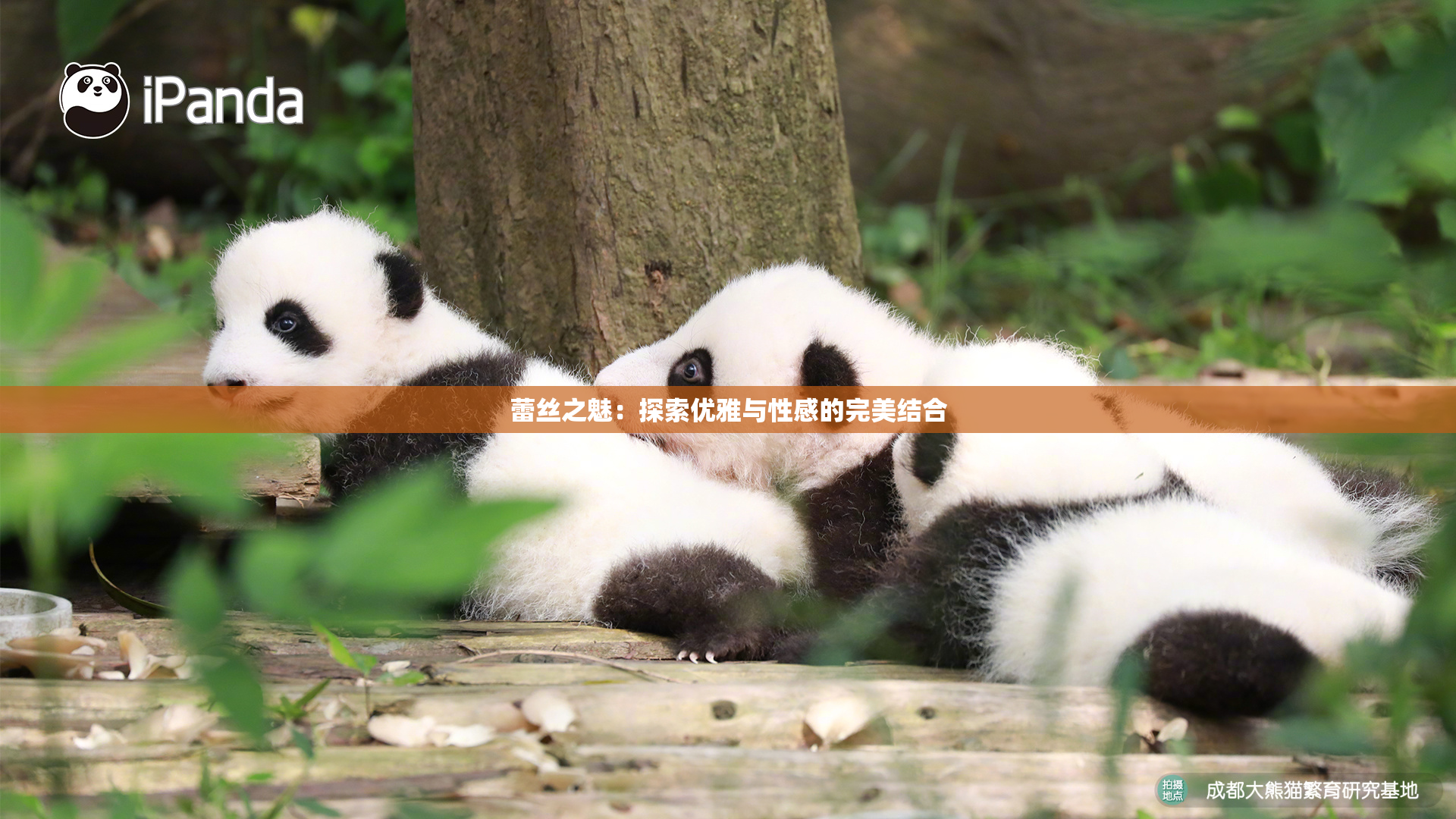 蕾丝之魅：探索优雅与性感的完美结合