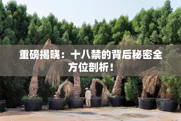 重磅揭晓：十八禁的背后秘密全方位剖析！