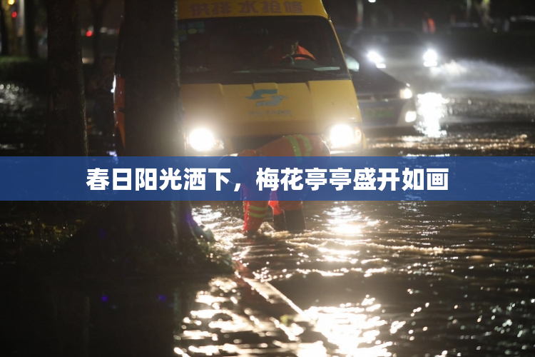 春日阳光洒下，梅花亭亭盛开如画