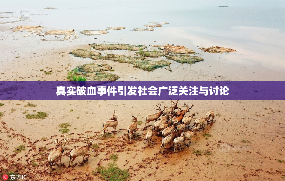 真实破血事件引发社会广泛关注与讨论