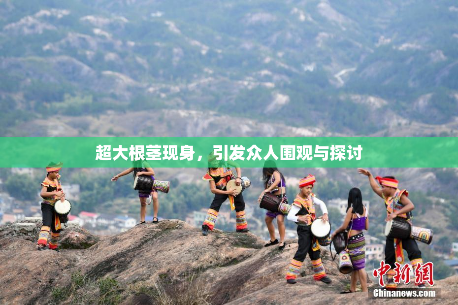 超大根茎现身，引发众人围观与探讨