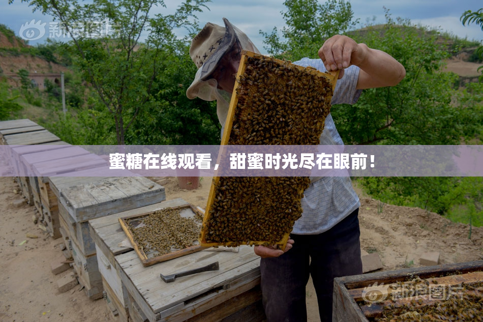 蜜糖在线观看，甜蜜时光尽在眼前！