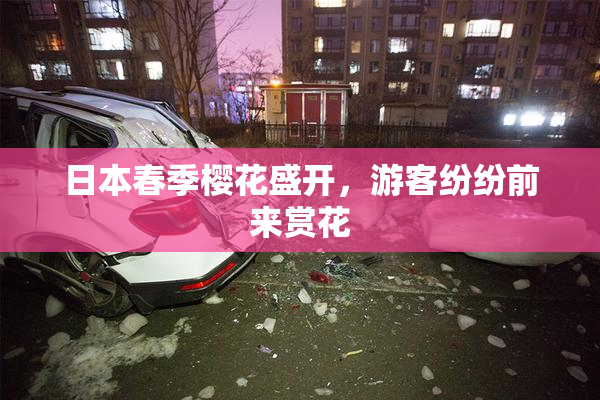 日本春季樱花盛开，游客纷纷前来赏花