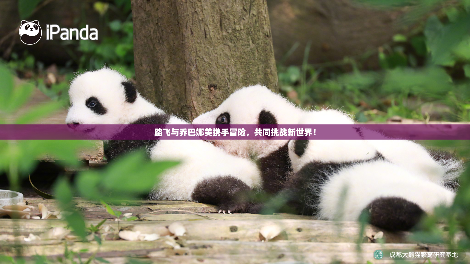 路飞与乔巴娜美携手冒险，共同挑战新世界！