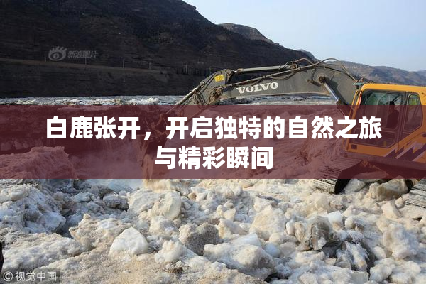 白鹿张开，开启独特的自然之旅与精彩瞬间