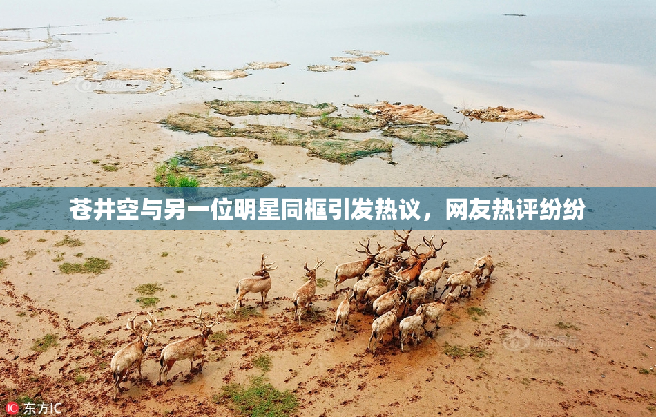 苍井空与另一位明星同框引发热议，网友热评纷纷