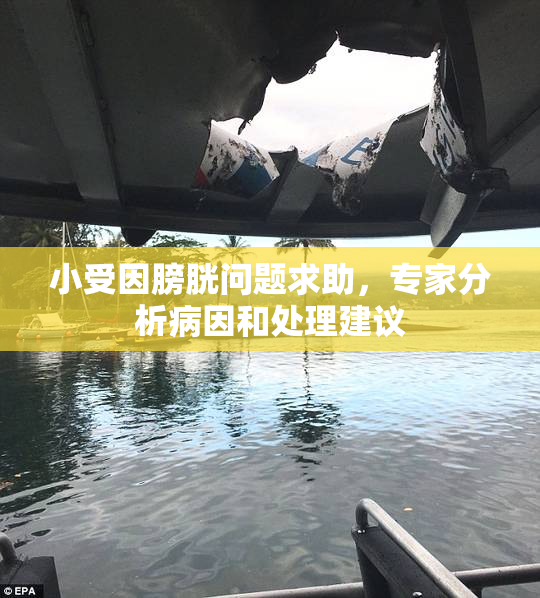 小受因膀胱问题求助，专家分析病因和处理建议