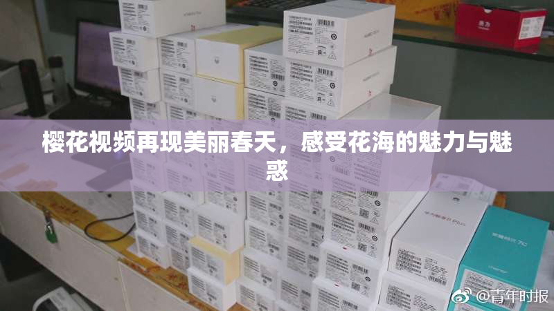 樱花视频再现美丽春天，感受花海的魅力与魅惑