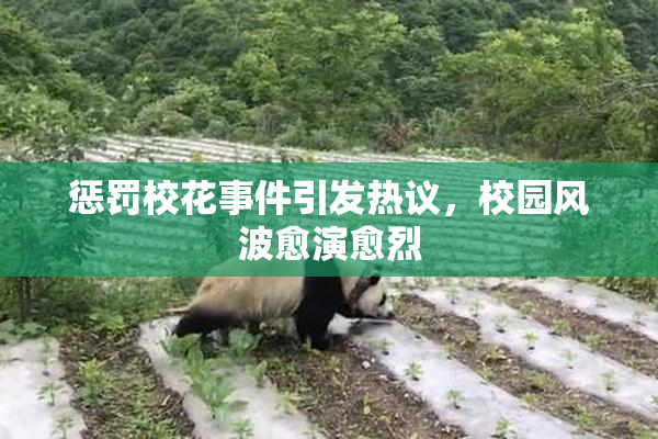 惩罚校花事件引发热议，校园风波愈演愈烈
