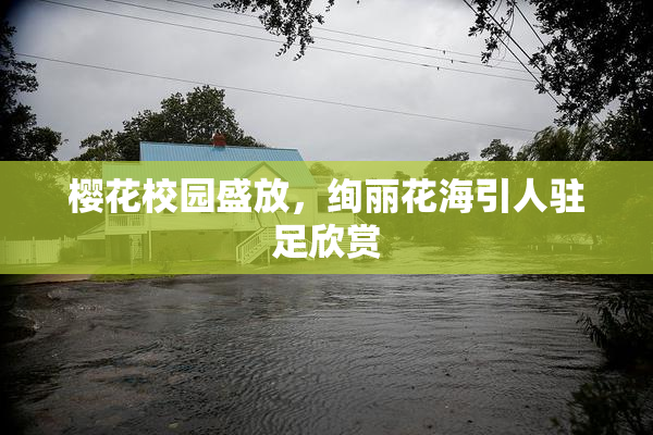樱花校园盛放，绚丽花海引人驻足欣赏